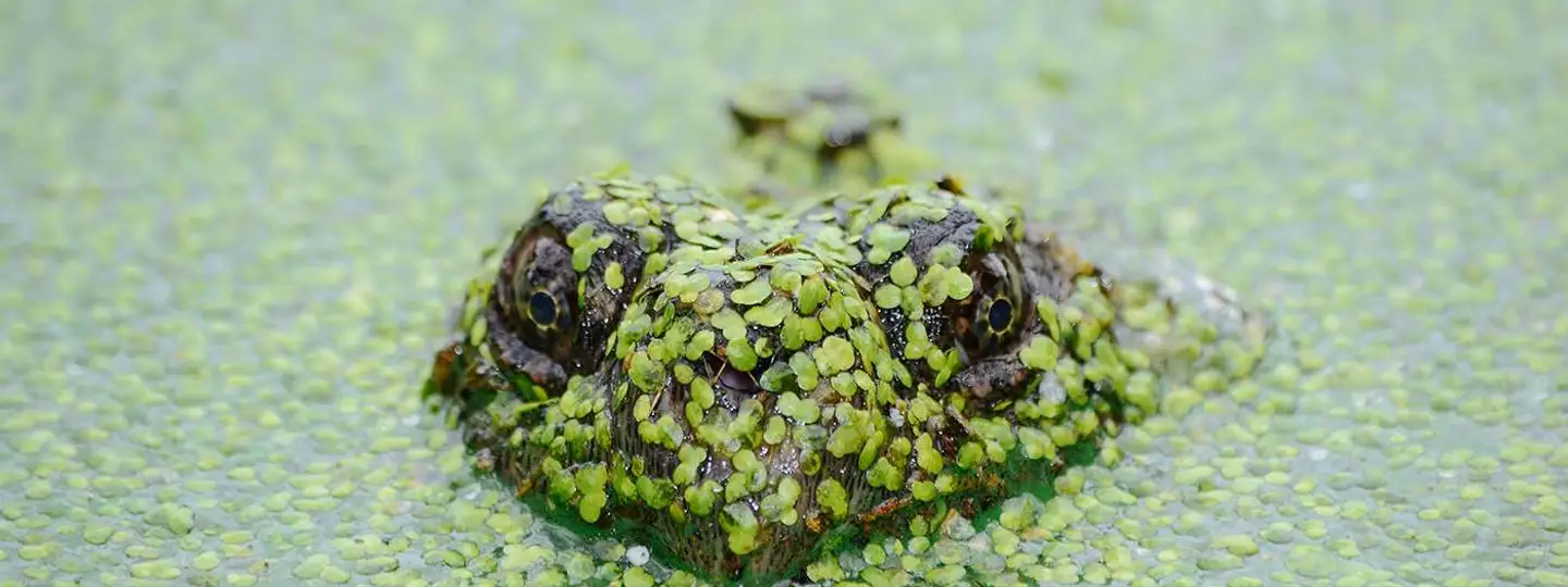 Eat your Frog! Get MORE Done with Smart Prioritization. [Guide]