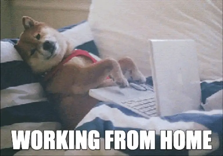 working from home dog